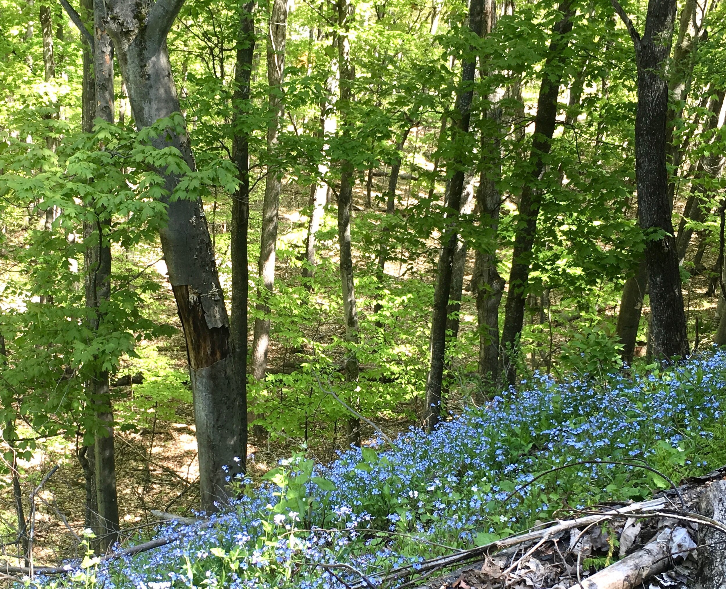 IMG_9050.jpg